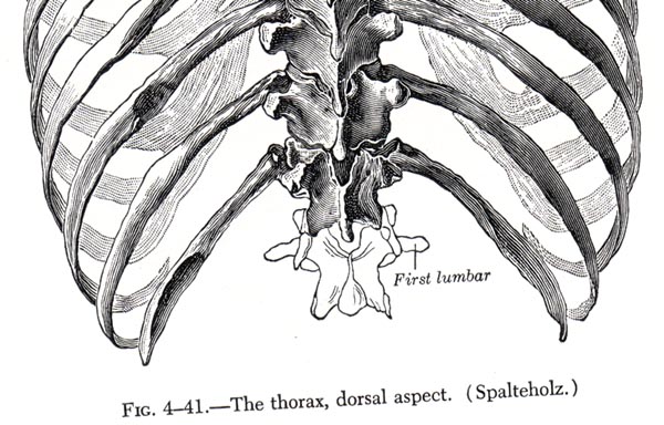 Thorax, dorsal aspect