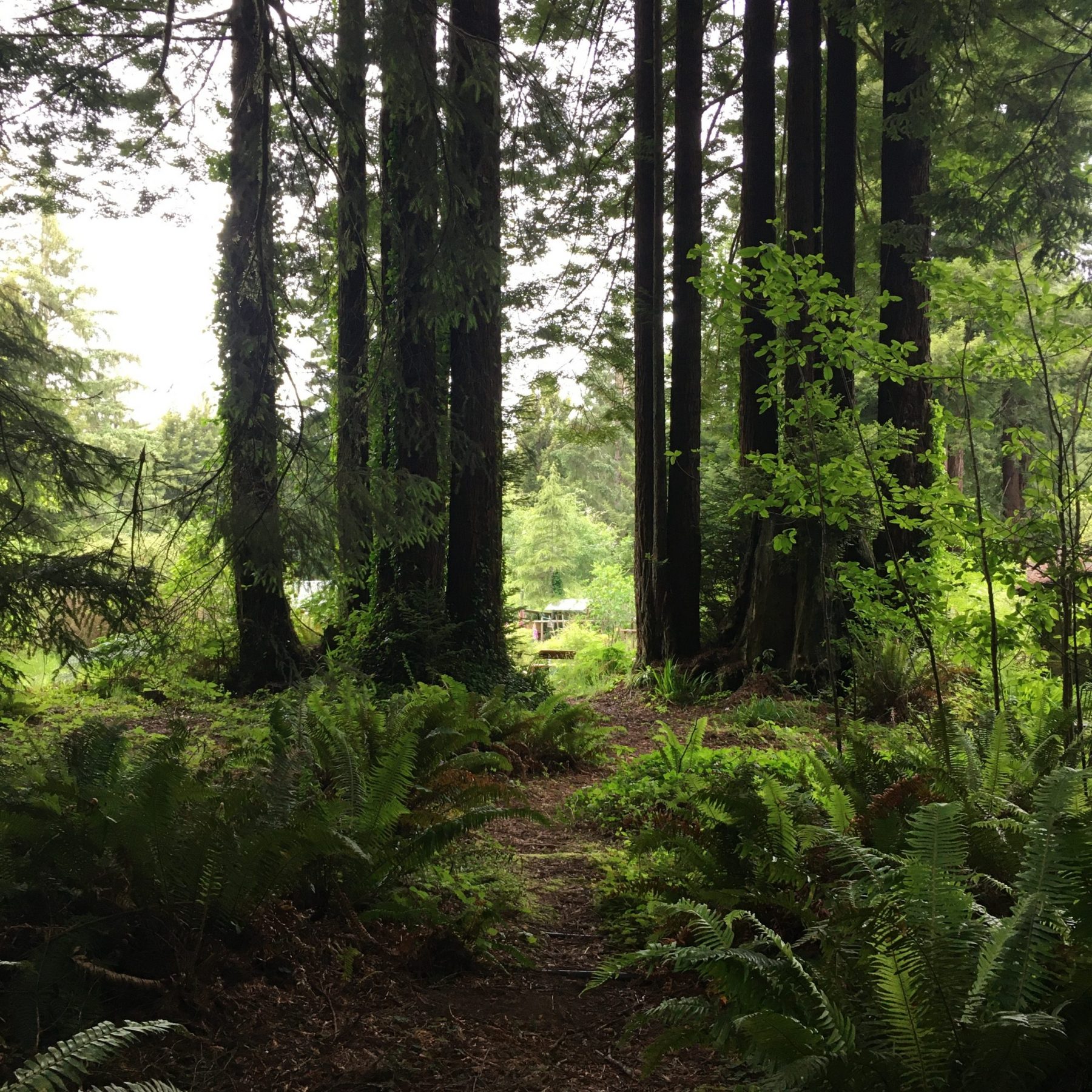 Second growth redwood forest in Humboldt County, CA (Creekside Arts)