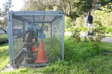 I Know Why The Caged Cone Sings Cone